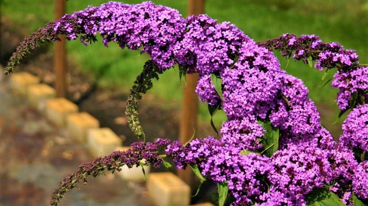 Буддлея Давида Buddleja davidii