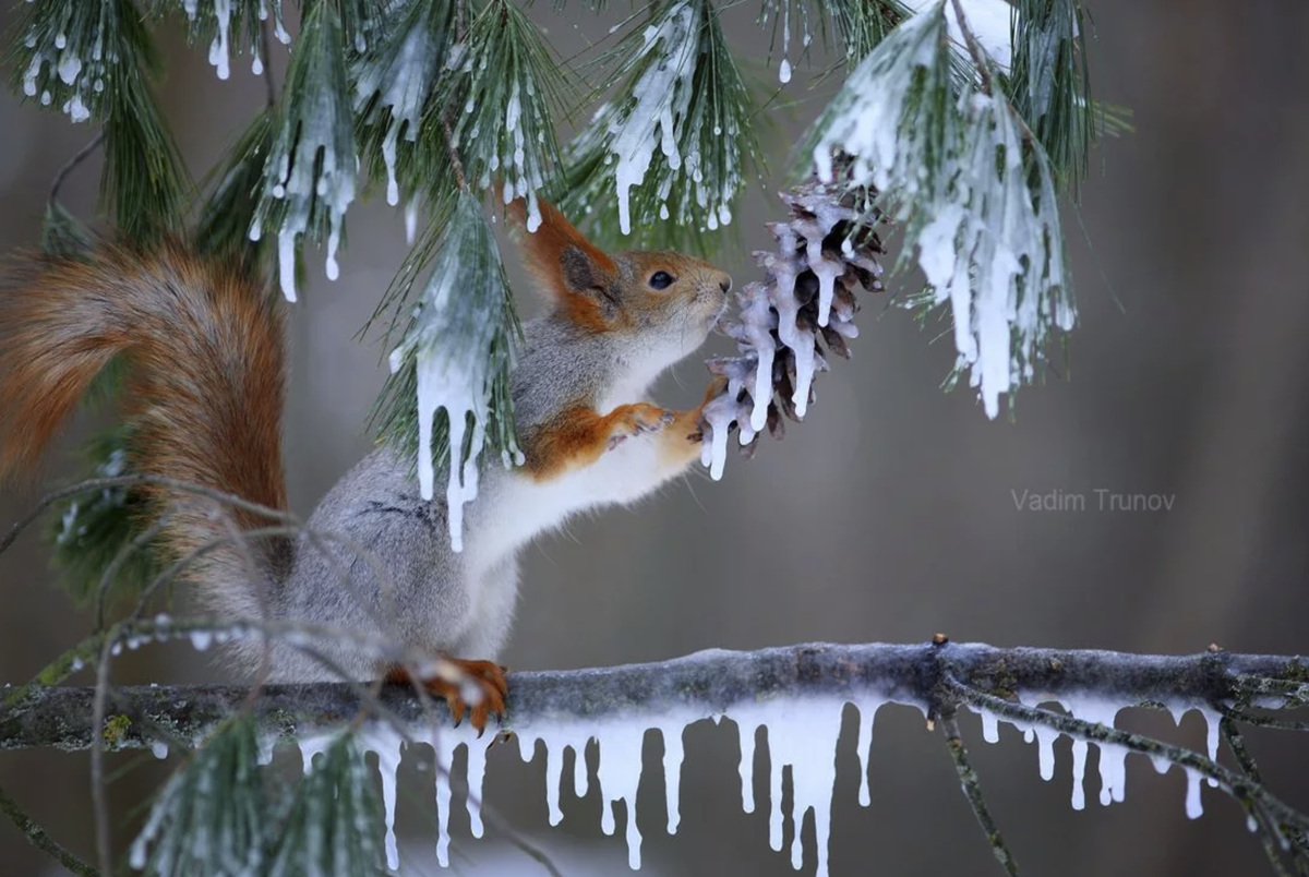 Автор всех фотографий - Вадим Трунов. Фото Яндекс.Картинки