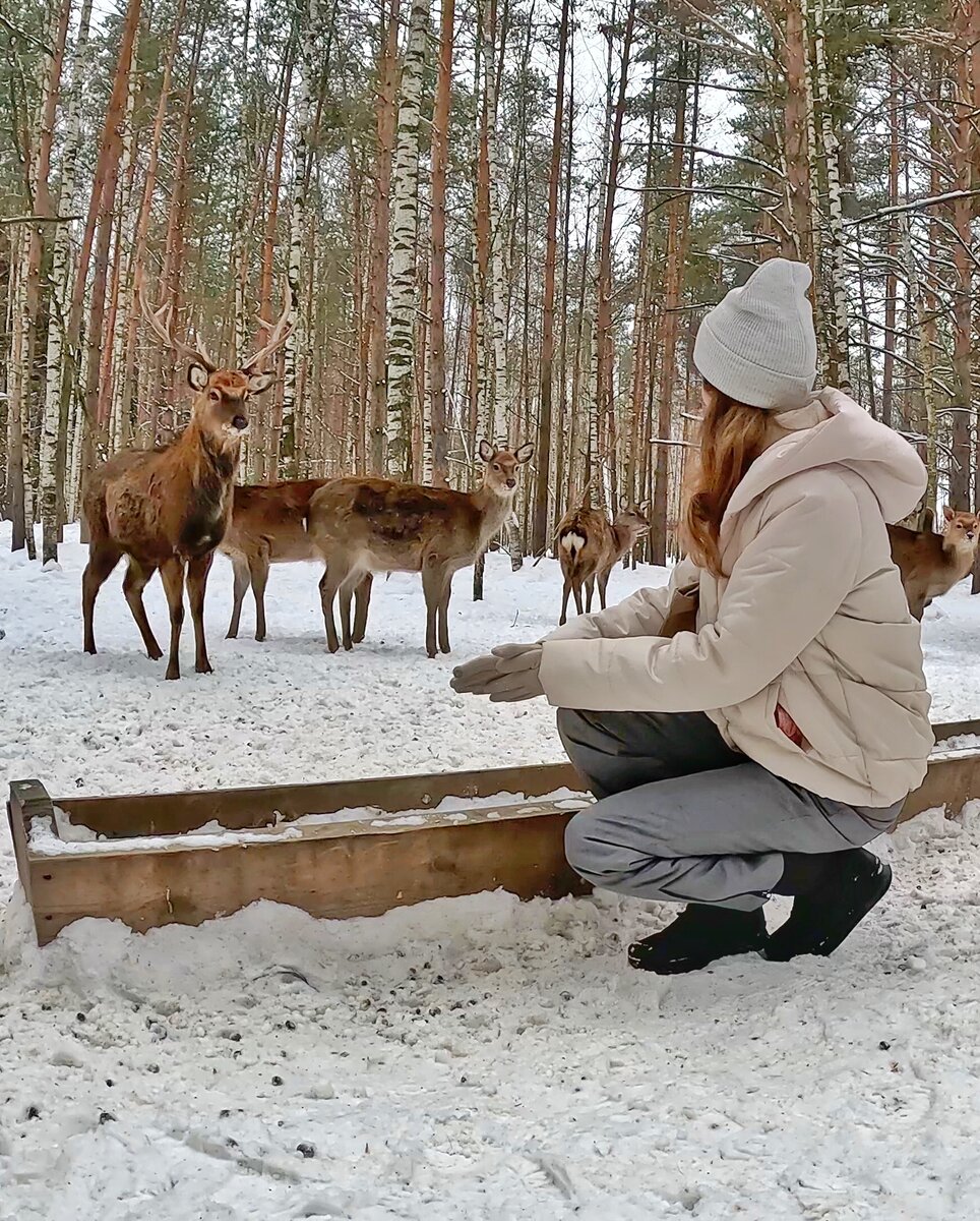 Копорье оленья ферма