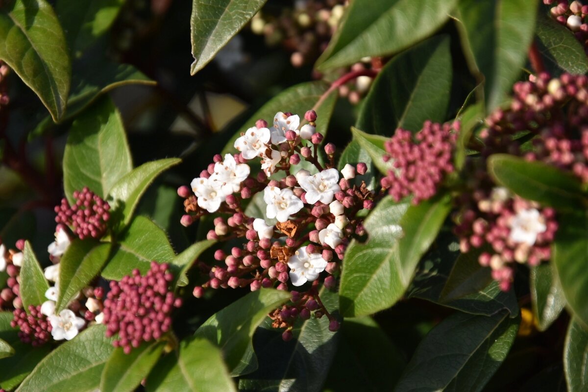 Калина лавролистная. Имеретинская бухта. Адлер в январе