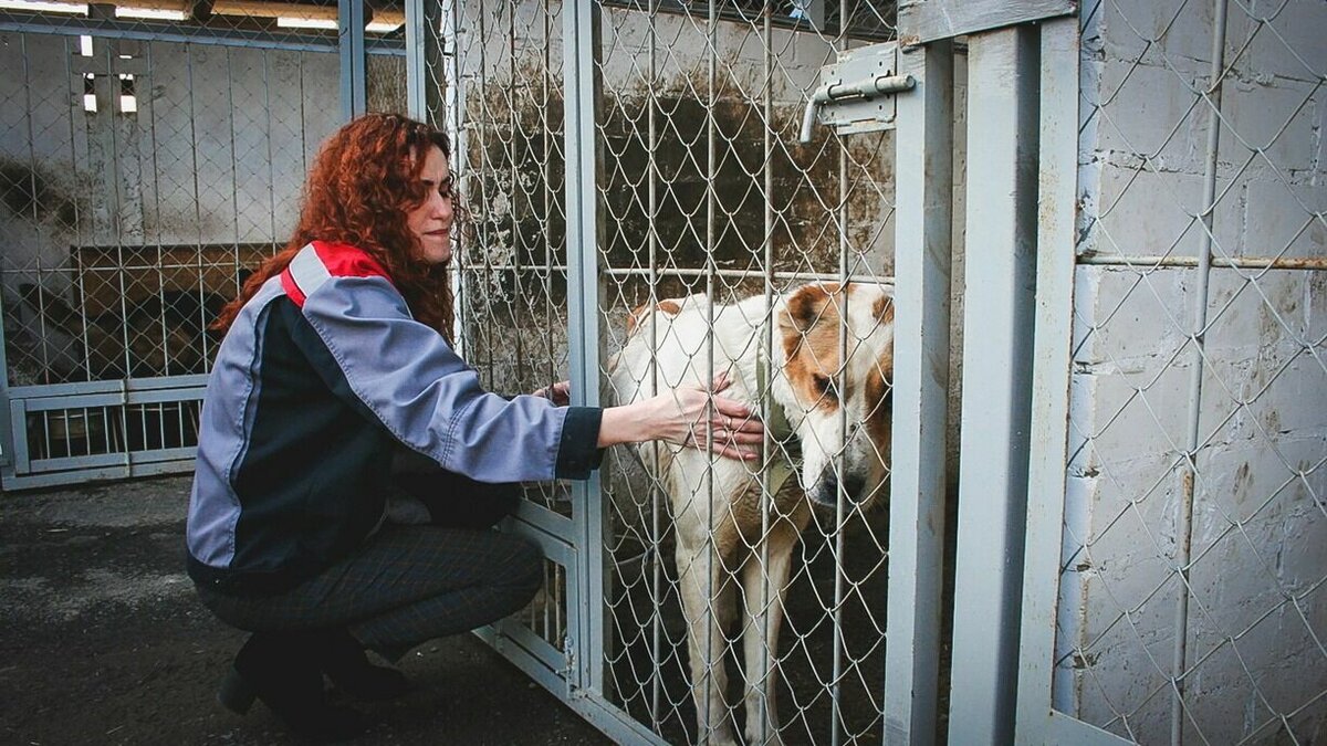     В Югре кардинально меняют концепцию обращения с бездомными животными.