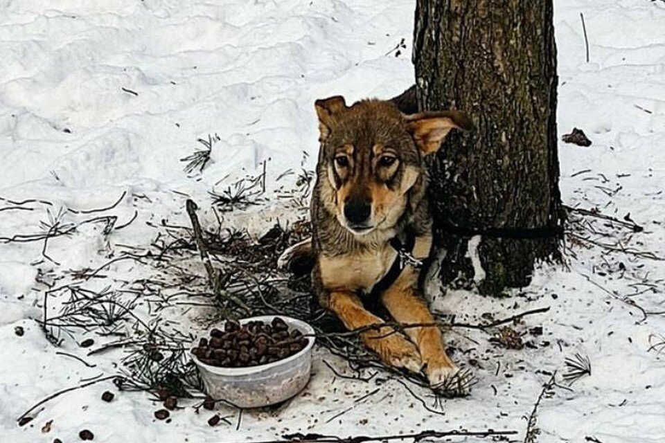     Привязанную к дереву собаку спасли ветеринарные врачи Ленобласти / Фото: Управление ветеринарии Ленинградской области