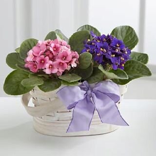 Фиалки. Фото из интернета.