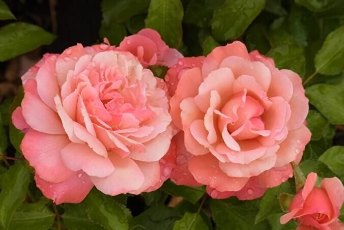 Фото из интернета