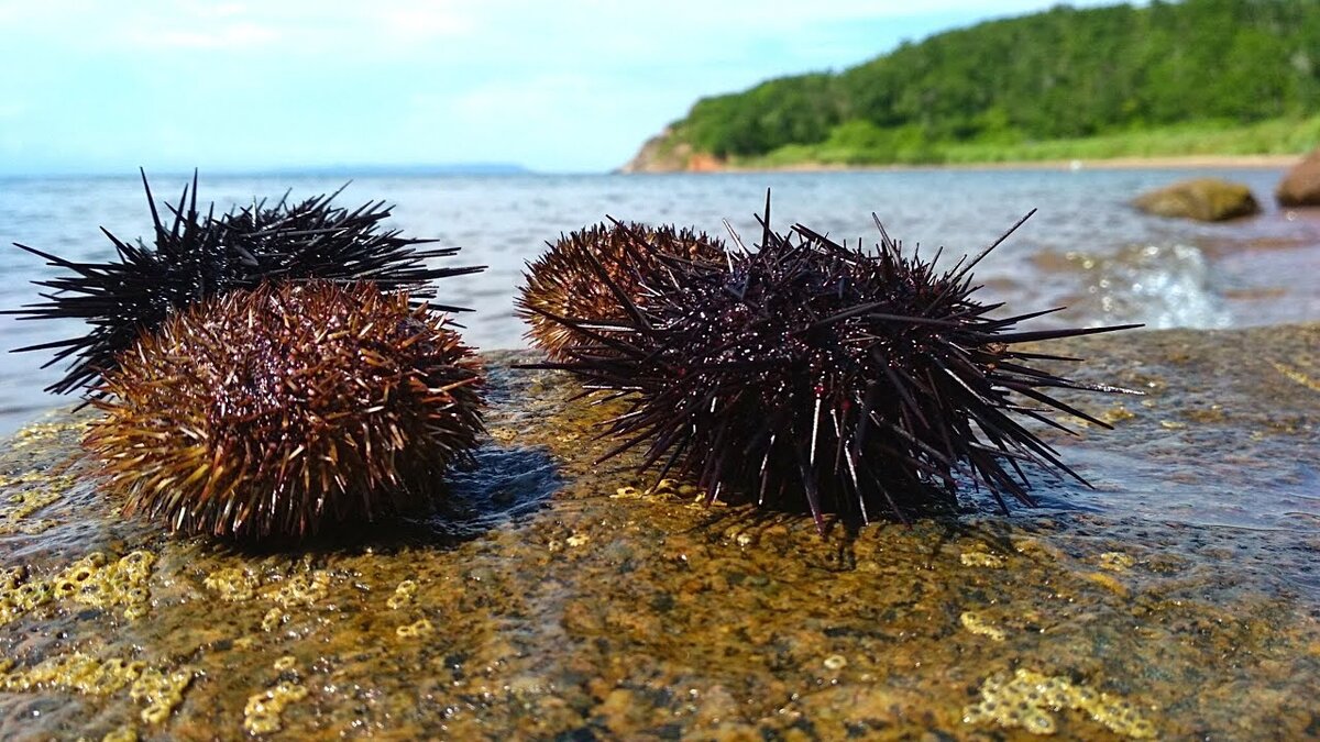 Изображение морского ежа