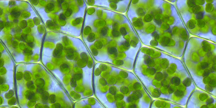 ХЛОРОФИЛЛ photo by: https://www.alto-lab.ru/himicheskie-opyty/poluchenie-xlorofilla/