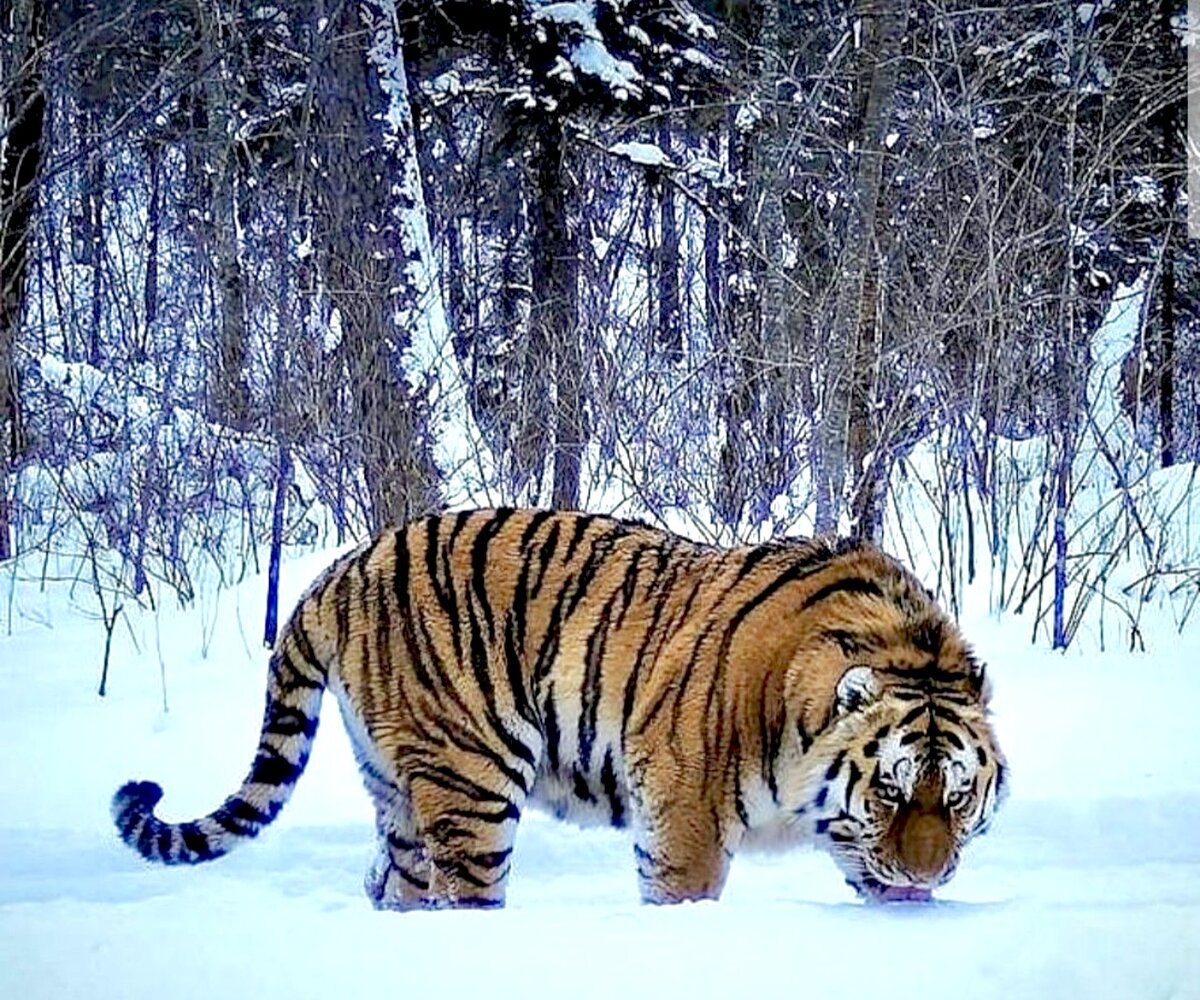 Заповедник оплот амурского тигра