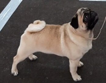 Моя девочка Джесика, Гранд Чемпион России 