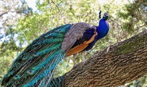 

­Рассказывая о фауне Индии, просто нельзя обойти вниманием павлина. Обыкновенный, или синий павлин ( Pavo cristatus ) признан национальной птицей Индии. Он с древнейших времён считается священной птицей и посвящён богу Кришне. Маюра означает «павлин» на санскрите. Маюра часто изображается убивающей змею, что в индуизме символизирует круговорот времени. А ещё сидящим на павлине часто изображается Будда.
Павлин пользуется почтением и большой известностью в искусстве, мифологии, религии и литературе уже более трёх тысяч лет. В южном полушарии есть созвездие Павлина.

Павлины относятся к большому отряду Курообразных, семейству Фазановых, роду Павлинов. В роде Павлинов два вида: обыкновенный, или индийский, синий павлин ( Pavo cristatus Linnаeus, 1758 ); и зелёный павлин ( Pavo muticus Linnаeus, 1766 ) , который обитает в Индокитае и на острове Ява. Как мы видим из латинских названий, оба вида описаны ещё великим шведским натуралистом Карлом Линнеем, обыкновенный в 1758 году, а зелёный на 8 лет позже.
Обыкновенный и зелёный павлины могут давать фертильное ( плодовитое ) потомство. Дикий обыкновенный павлин кроме Индии обитает в Иране, Пакистане, Непале, Бангладеш, Шри Ланке.

В горном индийском заповеднике Шимогу, который находится в штате Карнатака, наряду с тиграми, львами и леопардами видели мы и павлинов. В закрытом сеткой просторном вольере находились один роскошный самец и три самки. Павлин не зря считается самой красивой птицей в мире. У самцов маленькая голова с хохолком в виде изящной короны, ярко-синяя шея и грудь, жемчужно-серые крылья, зелёный с металлическим блеском верх спины и длинный хвост с медно-зелёным отливом и характерными голубыми «глазками».
На самом деле это не хвост, а кроющие перья надхвостья, которые могут достигать в длину полтора метра. Когда «хвост» сложен, он практически не мешает павлинам быстро бегать по джунглям. А когда павлин поднимает его вертикально и полностью раскрывает, то «хвост» становится большим сказочным веером, который привлекает самок и отпугивает других самцов.
Перьями надхвостья самцы издают особые инфразвуки. Брачные представления павлинов очень красочны и оригинальны.
Есть мнение натуралистов, что внезапным раскрытием своего глазчатого «хвоста» павлин ещё может дезориентировать и отпугивать хищников при нежелательной встрече. Впрочем, после окончания брачного периода во время линьки самец теряет свой царственный веер.

Павлин – крупная птица, самец весит в среднем 4 килограмма, может достигать 5 и больше. Самки мельче, скромно окрашены в серо-коричневые тона, лишены яркого, красочного « хвоста», чтобы высиживать в укромных местах яйца. Гнездо устраивают они на земле и откладывают в него 5-10 яиц и высиживают в течении месяца.
Гнездовой период в различных частях Индии от апреля до сентября, в заповеднике Шимогу – в июне. Павлины полигамны, самцу нужен небольшой гарем из 3-5 самок. Птенцы быстро взрослеют, ходят за самкой и приучаются к самостоятельному питанию.

А питаются павлины и растительным, и животным кормом, что сближает их с курами. Основу составляют семена и плоды, а также молодые побеги растений. Но питаются павлины также многими насекомыми и другими беспозвоночными, а ещё амфибиями, рептилиями, мелкими зверьками. Мышей и даже крыс они заклюют запросто. Расправляются, в том числе, и с любыми некрупными змеями, так что маюра, убивающий змею – это реальность, а не аллегория.

Павлины могут вредить сельскому хозяйству индийцев, особенно любят они пробираться на рисовые поля, с другой стороны они там уничтожают грызунов и змей.
Для обитания павлинов обязательно наличие источников чистой воды, пьют они много и часто, а ещё в жару охотно купаются.
В дикой природе у них достаточно врагов, такую крупную птицу с удовольствием схватят леопард и даже тигр, не говоря уже о множестве более мелких хищников: волков, шакалов, диких кошек. Нельзя забывать и о пернатых охотниках. Поэтому павлины – очень внимательные и осторожные, быстрые и проворные птицы.
Павлины умеют летать, но недалеко, невысоко, а так, чтобы уйти от опасности и осмотреться. У них сильные, крепкие ноги, пищу они добывают себе на земле, а ночуют на деревьях.
Самки павлинов становятся способными к размножению с двух лет, а самцы с трёх, и только в этом возрасте они обретают свою яркую окраску и сказочный «хвост» с оригинальными глазками.

Внешность у павлинов райская, а вот голос совсем не ангельский – резкий, громкий и неприятный крик, закладывающий уши. С другой стороны у лучших певцов – соловьёв – сосем неприметная, невзрачная внешность. Если бы у павлинов при их красоте был ещё мелодичный голос, то уже был бы явный перебор. Хорошо, что они хоть не очень крикливы, подают голос или перед ненастьем, или при настороженности, при опасности, например, при виде тигра, леопарда. Обитатели индийских джунглей хорошо знают это, и когда слышат павлина, сразу настораживаются. А индусы верят, что своим криком павлины призывают дождь.
Такова вольная жизнь обыкновенных синих павлинов в индийских горах и джунглях.

Охота на павлинов в Индии запрещена, но вне заповедников они излюбленная добыча браконьеров.
Уже очень давно люди решили видеть эту прекрасную птицу рядом с собой, и павлин был одомашнен. Происходило это очень давно, ещё до новой эры, во время правления первых индийских раджей.
Павлины пользовались известностью и популярностью у египетских фараонов, что свидетельствует о давних связях между древними Индией и Египтом. Павлинов знали в Ассирии и Вавилоне. Известно, что в Израиле они появились в X веке до н.э. при царе Соломоне.

Самыми красивыми птицами в мире признал павлинов и Александр Македонский, с его воинами птицы распространились по всей Греции и подвластным ей провинциям. Павлин стал называться любимой птицей верховной богини Геры, он служит символом богатства и роскоши, упоминается в пьесах Аристофана и баснях Эзопа.
В Древнем Риме тоже полюбили павлинов, климат в Италии для них подходил, и они основательно там размножились. Римляне перестали ими только любоваться и восторгаться, а принялись их жарить и есть. У римской знати они стали любимым блюдом. Вместе с римлянами они распространились по Западной Европе, бароны, герцоги и графы их с удовольствием кушали, а перьями украшали шляпы и шлемы.

В Россию эти чудесные птицы попали во времена Ивана IV Грозного. И, несмотря на то, что в христианстве павлины считались символом воскресения Христа, тут же попали на царский стол.
А вот в Европе с открытием Америки и знакомством с индюками павлины из кулинарии стали исчезать, потому что индюшатина оказалась гораздо сочнее и вкуснее. А павлины проникли в Америку, получили там новое гражданство и так привольно зажили, что в некоторых местах ( Флорида, Калифорния ) вторично одичали и образовали свободно живущие популяции. Так же успешно прижились они в Австралии и Новой Зеландии. Как видим, не только очень красивая, но и очень жизнестойкая птица.

В России павлины тоже отлично устроились, на удивление, они не боятся снега и морозов. Для самых холодов им, конечно, необходимо достаточно тёплое укрытие. Неприхотливы они и в питании, кормят их практически также как домашних куриц. Ведь не даром они из отряда куриных!
Домашние павлины доживают иногда до 25 лет, на воле их продолжительность жизни лет на 10 меньше.

В Подмосковье есть отличный Парк птиц, где можно видеть великолепных павлинов. А когда выйду на пенсию, заведу в деревне настоящих павлинов и буду вспоминать их крики в заповеднике Шимогу и свои путешествия по Индии.
Припомню и многочисленные русские пословицы и поговорки, связанные с этой замечательной птицей.
Барин павлином идёт. Павлиний крик хуже кошачьего. Ворона в павлиньих перьях. Ни пава, ни ворона.
И как догадывается любознательный читатель, следующая статья будет про индийскую ворону.