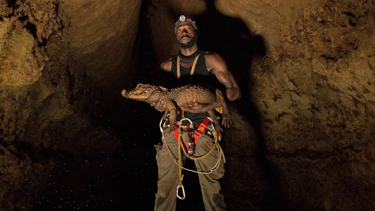 Африканский карликовый крокодил: Отрастил броню и переселился жить в пещеру. Как выживает самый маленький крокодил?