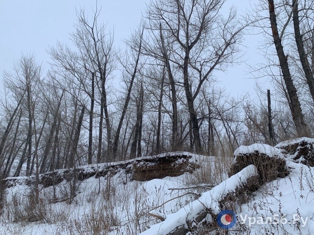    Турбаза вместо леса? Жители Оренбурга выступают против масштабной застройки на берегу Урала