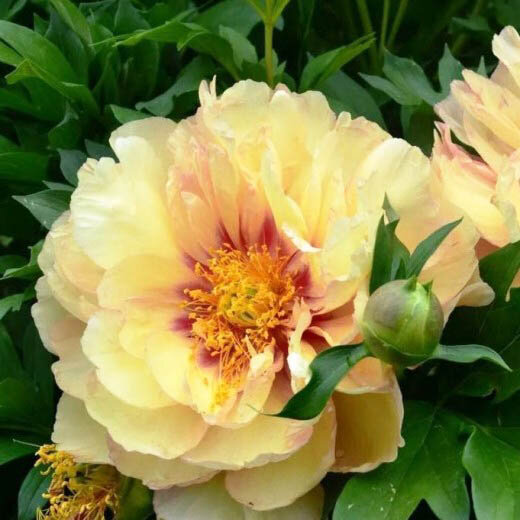 Пион Прари Шарм. Фото: procvetok