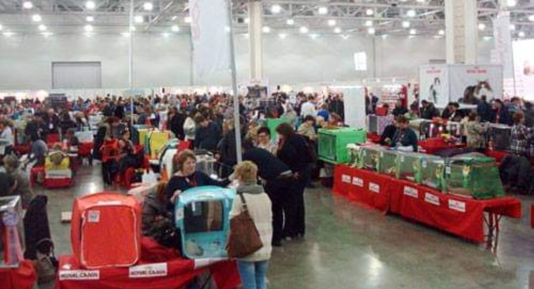 Фото из личного архива. Мультисистемная выставка кошек. 