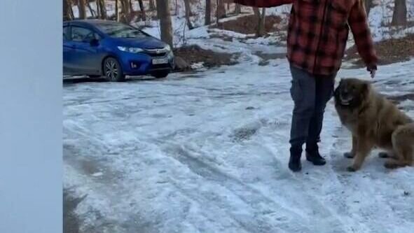     Житель Владивостока подвергся нападению большой собаки во время пробежки по лесу утром в субботу, 4 марта. Это было не бездомное животное — его владелец выгуливал питомца без поводка и намордника, а на просьбы пострадавшего убрать собаку, стал вести себя агрессивно.