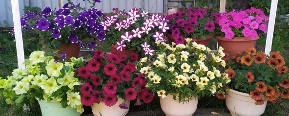 Мои петунии