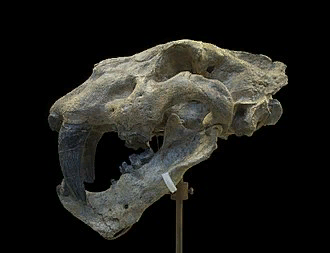 Череп Homotherium crenatidens в Национальном музее естественной истории, Париж