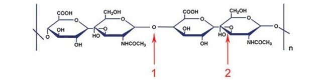 Рисунок 1. Молекулярная структура гиалуроновой кислоты и место действия 3 групп гиалуронидазы. Молекула расщепляется гиалуронидазой млекопитающих (1), гиалуронидазой бактерий (1) и гиалуронидазой пиявки (2).