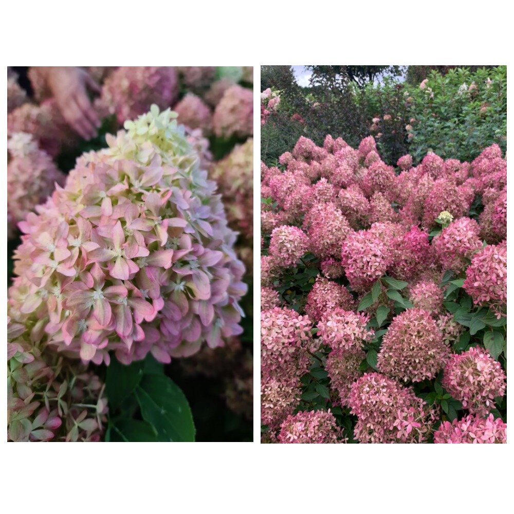 Пиксио. Пиксио (Hydrangea Pan. Pixio).