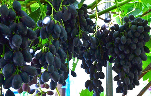 Чёрная роза, фото с сайта sarogorod.ru