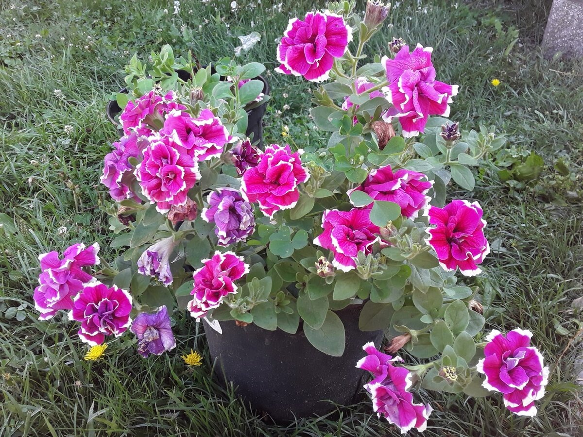 2021 год - петуния тумбелина, сорт Anna