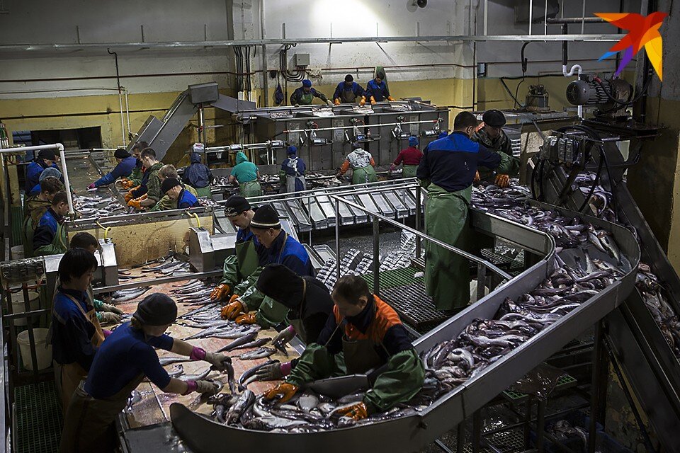     Рыболовством и переработкой в регионе занимаются около 150 организаций. Нигина БЕРОЕВА