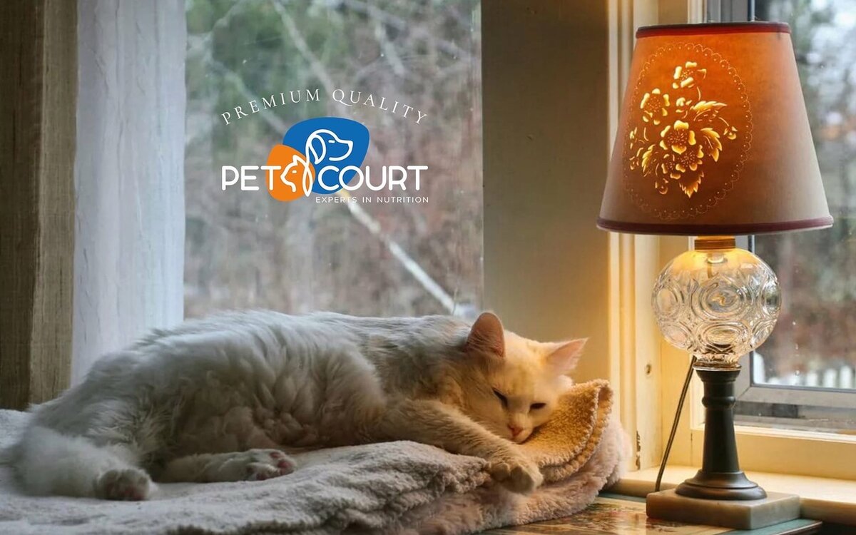 4 причины, почему кошки любят сидеть у окна? | PetCourt-сухие корма для  кошек и собак премиум качества | Дзен