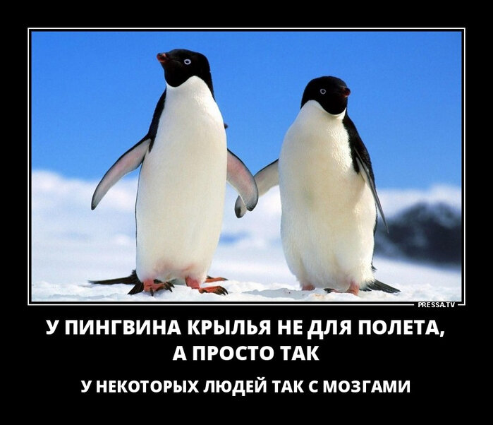Глупый пингвин робко прячет тело жирное в утесах...