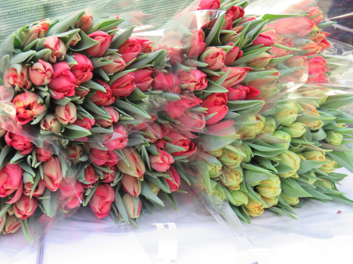 
Некоторые из них завянут, даже не успев расцвести, а луковица будет отходить от стресса год-другой. Листайте галерею.