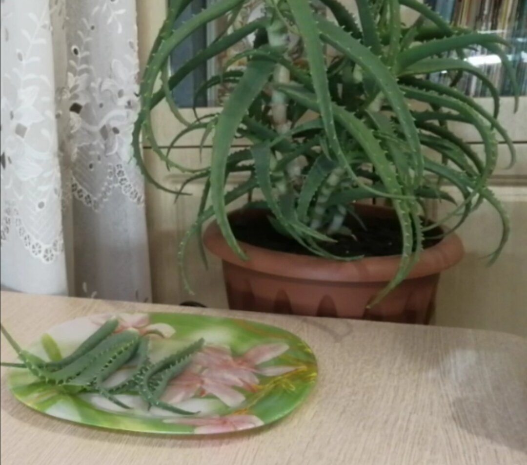 Срезаю листья алоэ для проращивания семян томатов