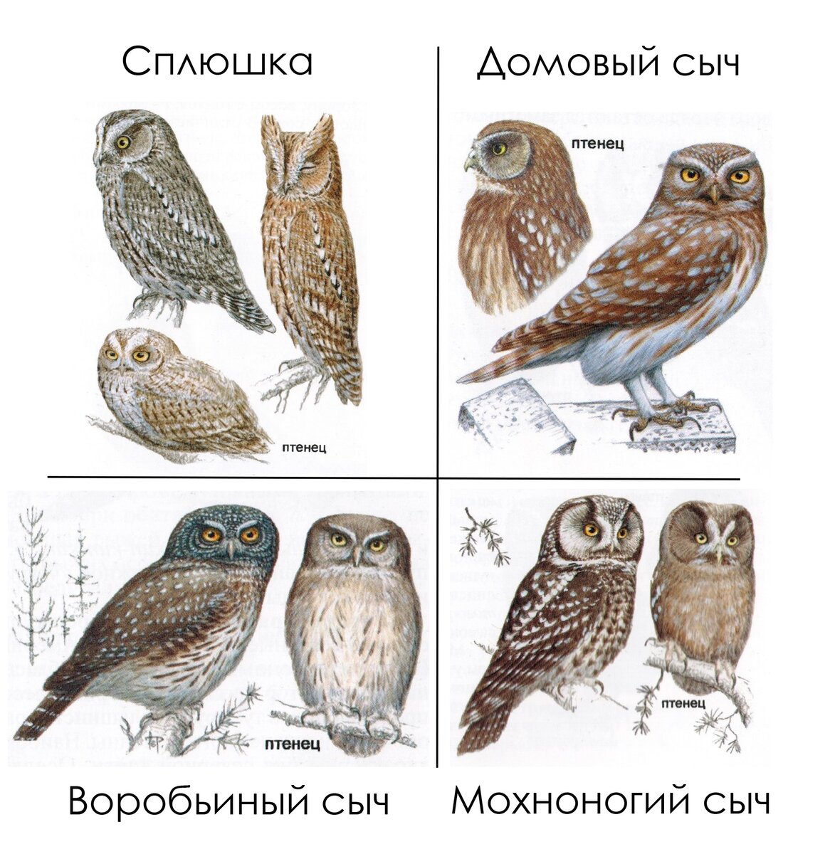 Совы (основные отличия): домовый сыч, мохноногий сыч, воробьиный сыч и  сплюшка | Siberian Birds Guide | Дзен