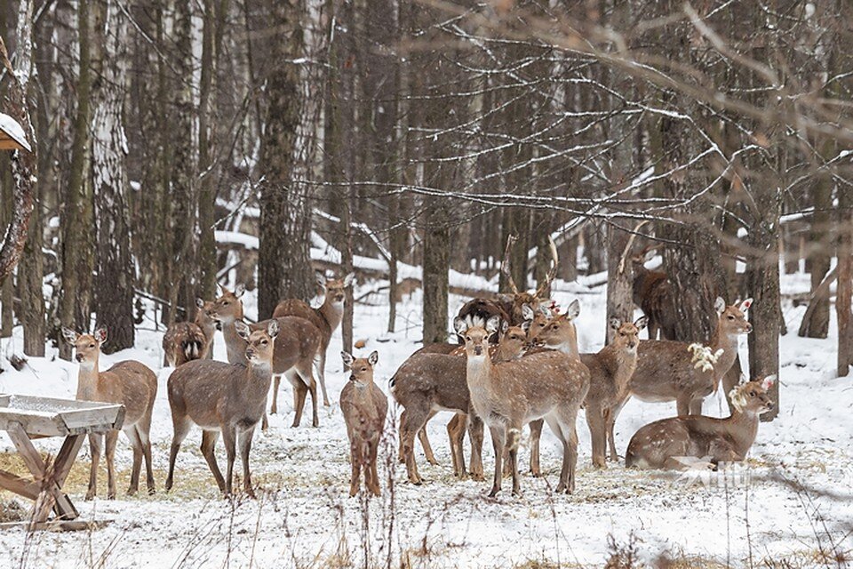     При усадьбе есть пятнистые олени Андрей АБРАМОВ