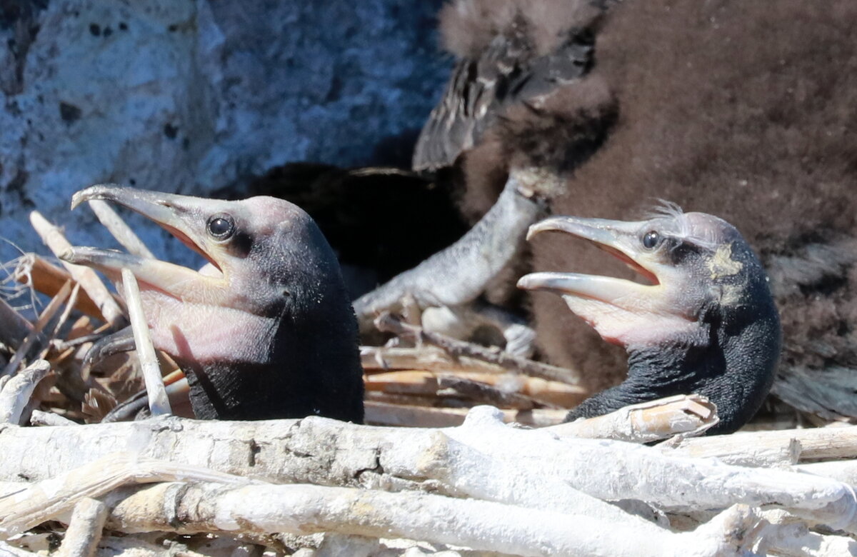 юные птеродактили:)