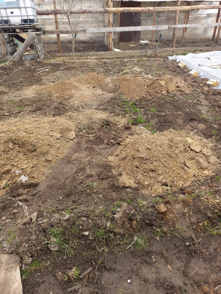 Aduc gunoi de grajd de pui pentru săpat