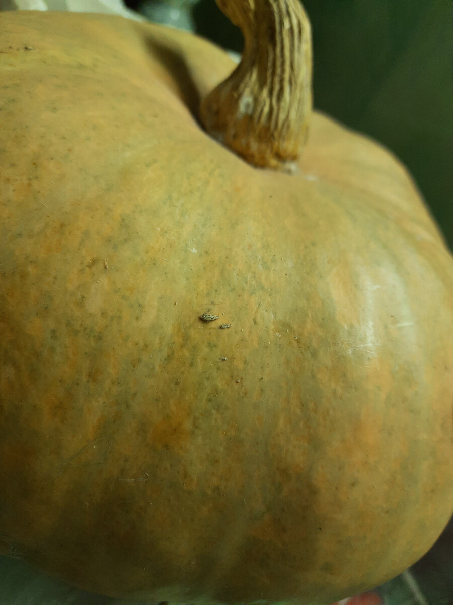 фото автора. Тыква с нашего огорода 
