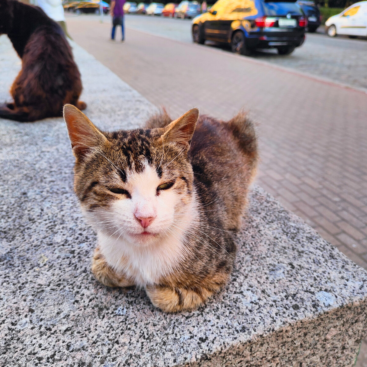 Коты выборга. Коты выборга фото. картинки выборгские коты.
