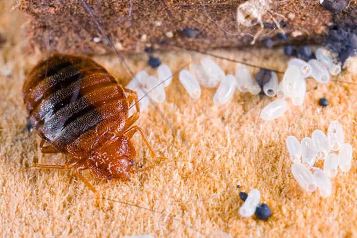 Фото клопа постельного. Постельный клоп Cimex lectularius (личинки, нимфы). Личинка клопа садового.