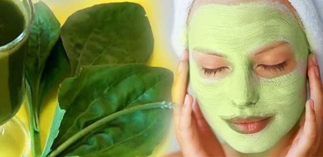 Подорожник с мёдом: маска. Фото из открытых источников