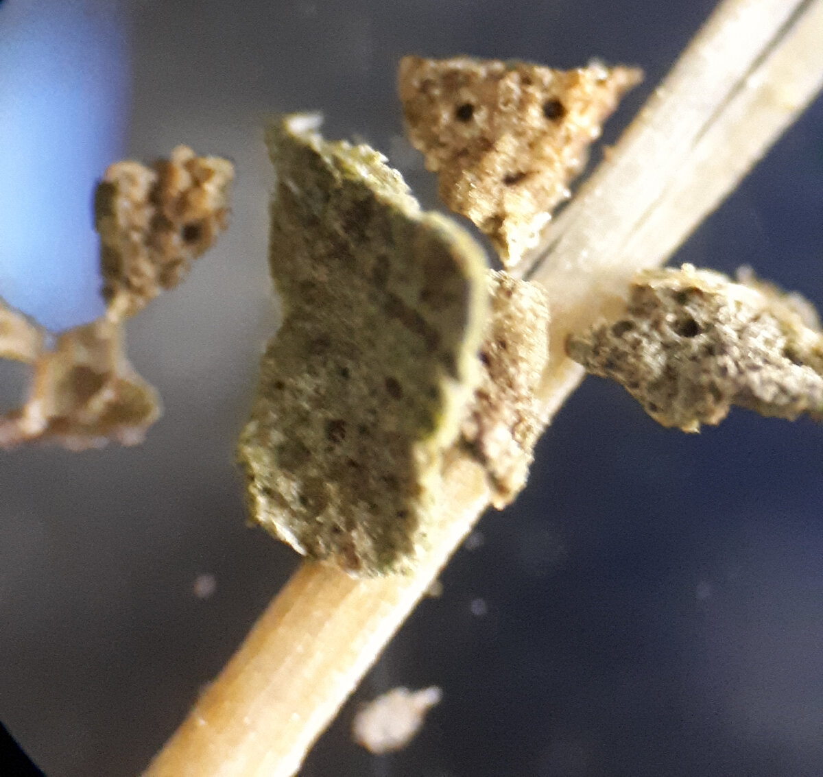 Базилик. Увеличение 100х.