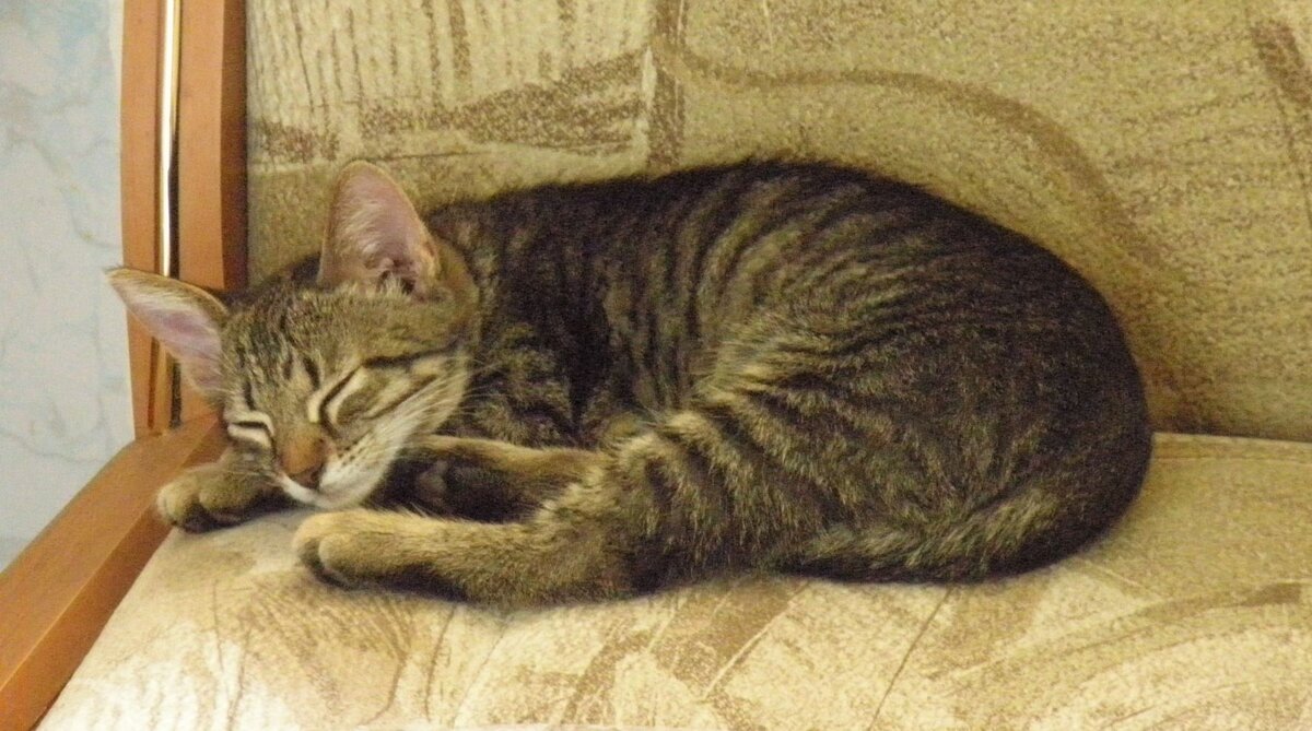 Барсик спит. Фото автора.