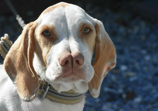 Каталбуруны имеют особое строение носа - он раздвоенный. Фото: https://litbro.ru/interesnoe/11-samyh-neobychnyh-i-redkih-porod