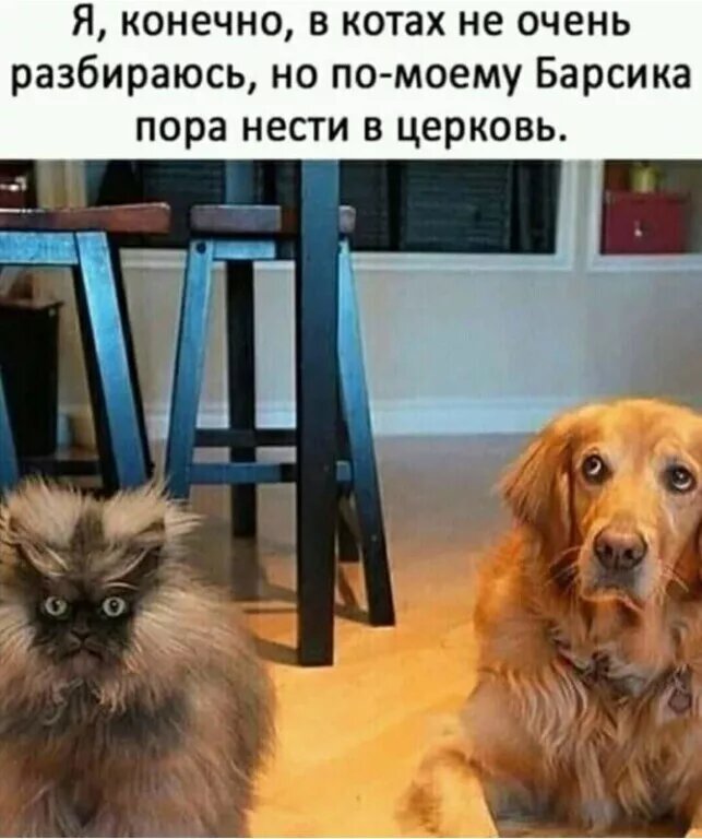 Если Барсик не решит иначе...