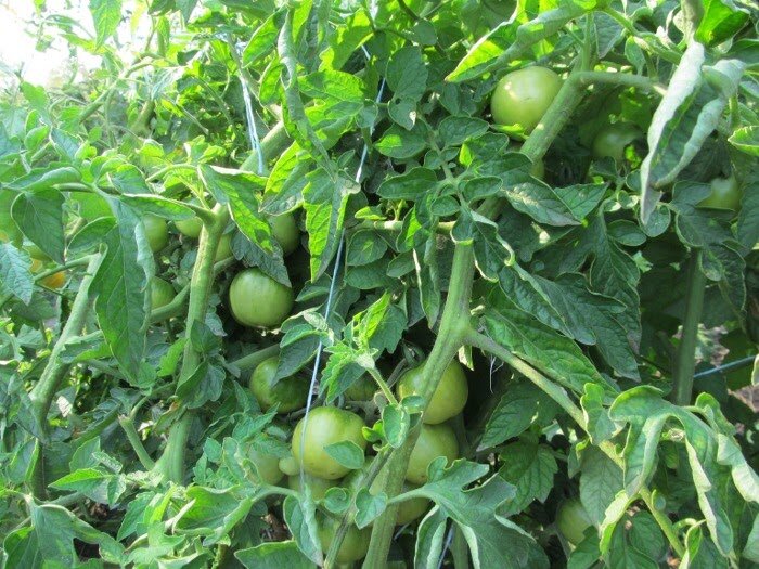 Научили поливать помидоры в жару (и не только): 4 правила. Век учись, векполивай правильно