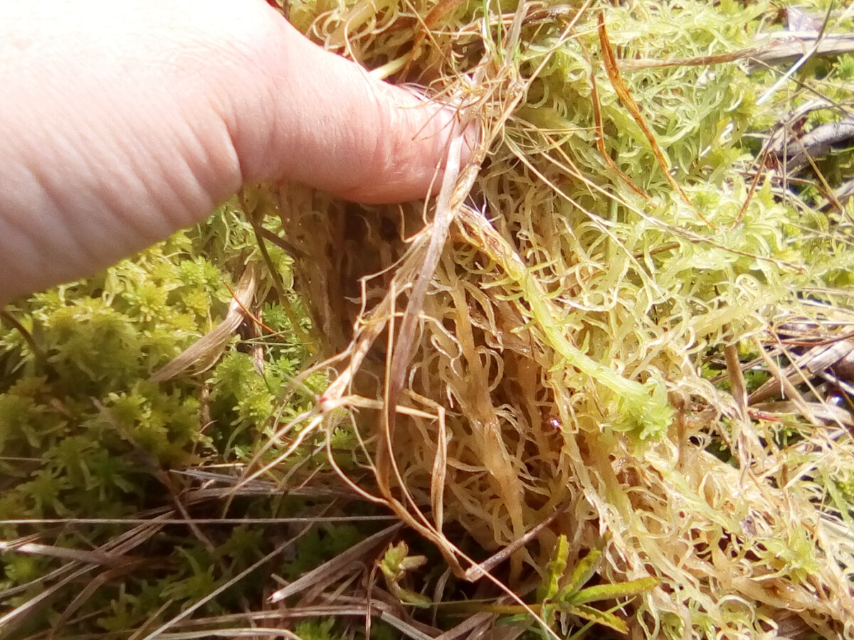 мох сфагнум