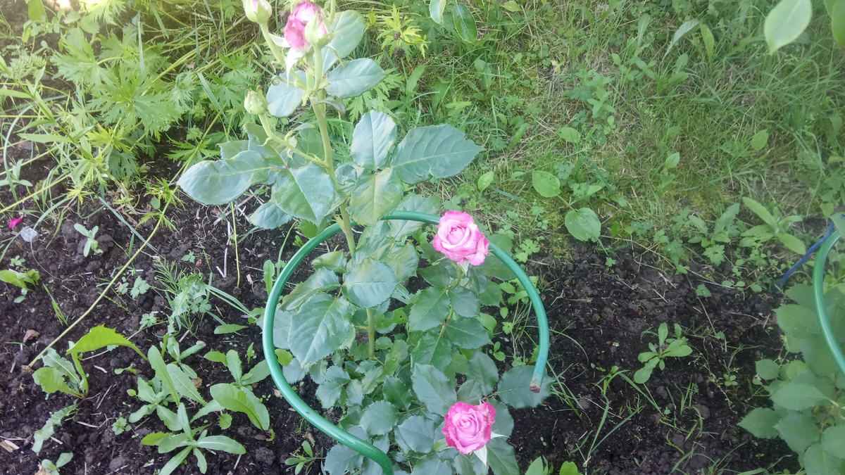 Так выглядит кустик этой розочки