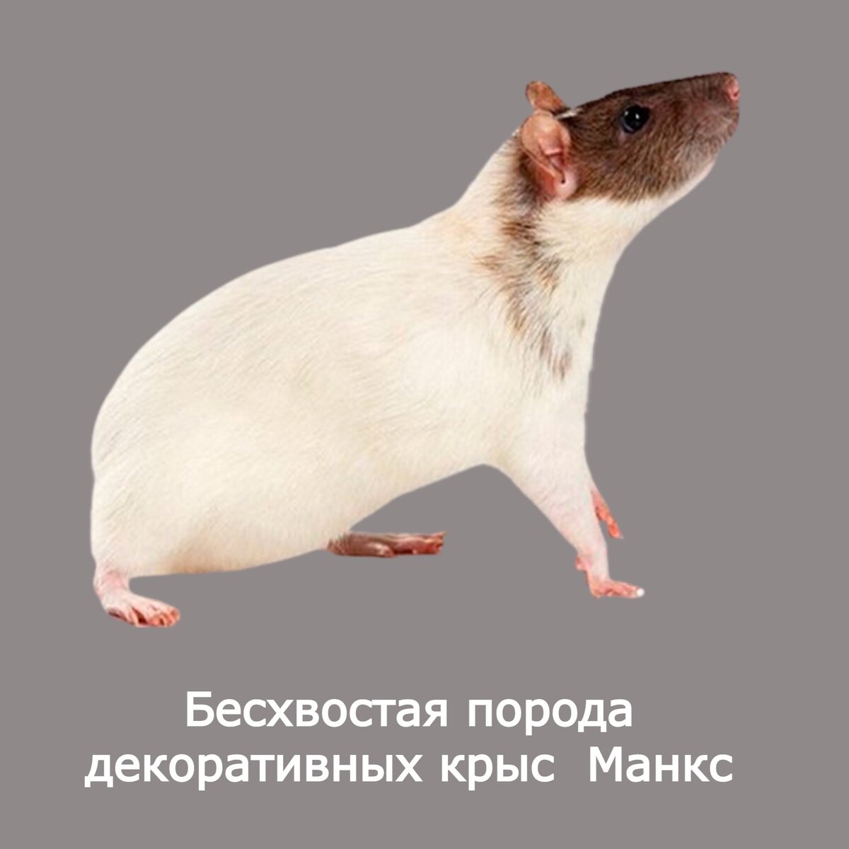 Породы декоративных крыс