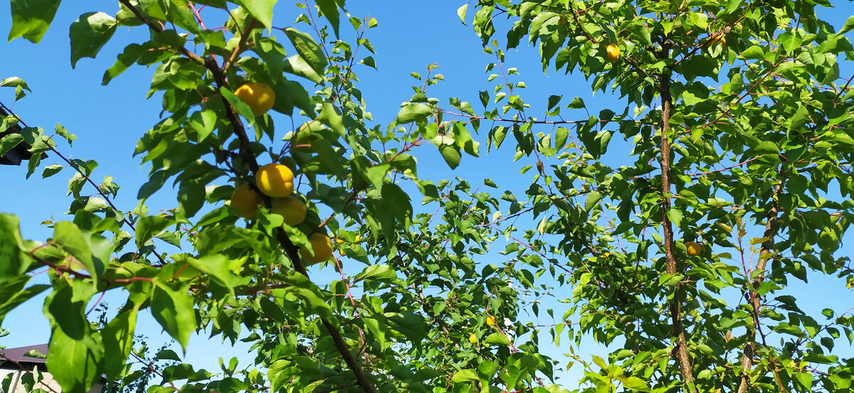 Абрикос из косточки. Созревание плодов.