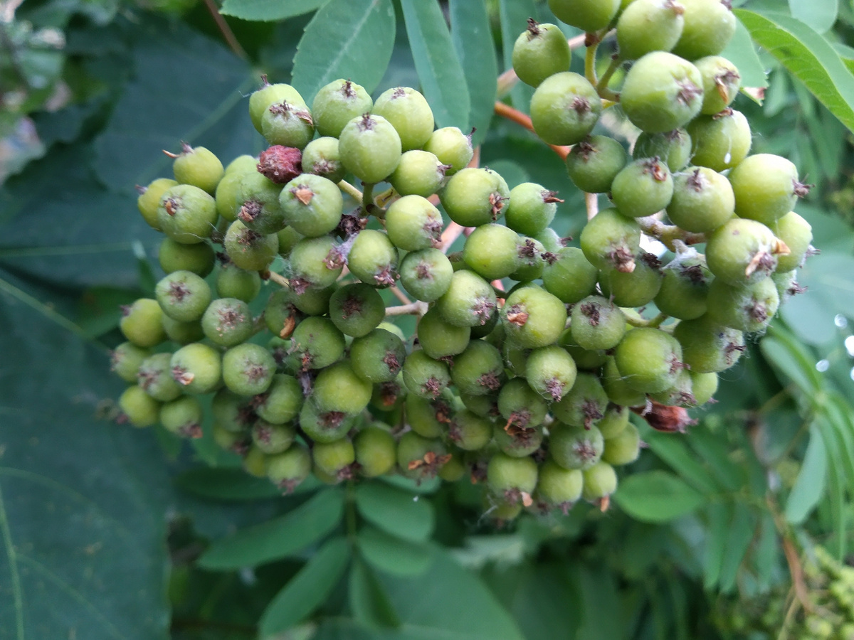 рябина тяжёлая, аж ветки гнутся. такой урожай рябины обещает морозную зиму