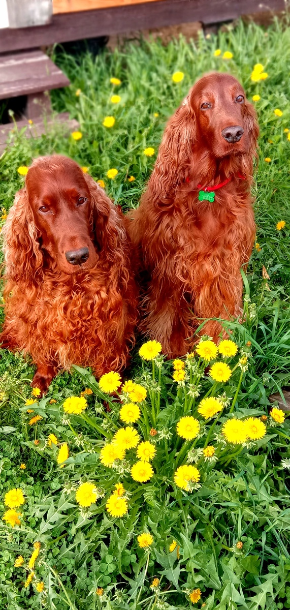 Мои две собаки, породы Ирландский сеттер - Астарта и Елисей