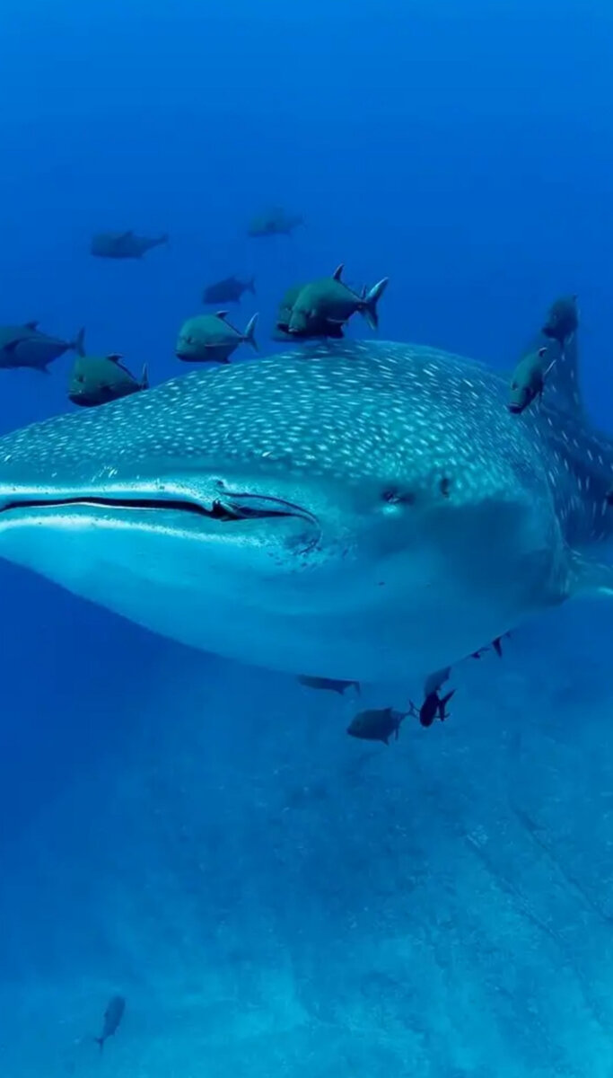 Та самая рыбешка