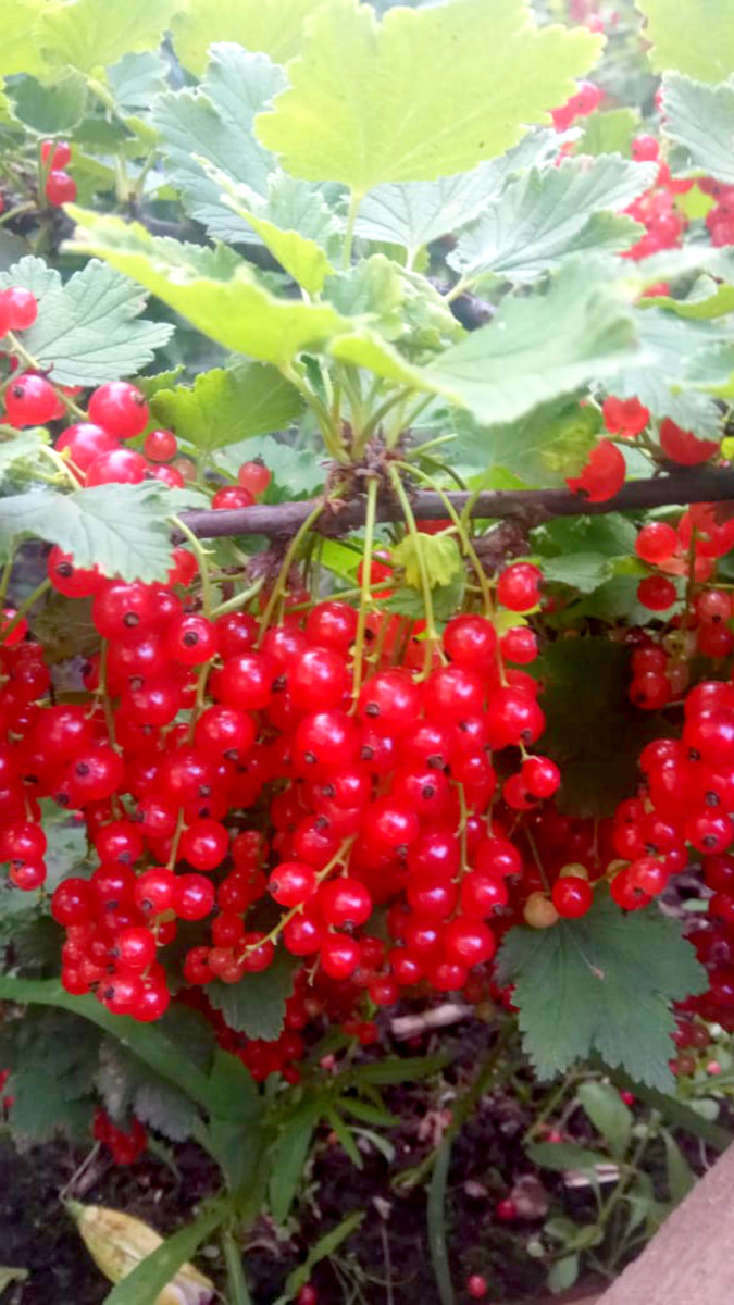 Знаете ли  вы, что ягоды и фрукты , это не только вкусные витамины, а ещё и своего рода отсрочка , как минимум в даа с половиной года  в продлении молодости  при регулярном употреблении. 